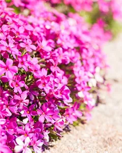 Teppich-Flammenblume 'Red Admiral'