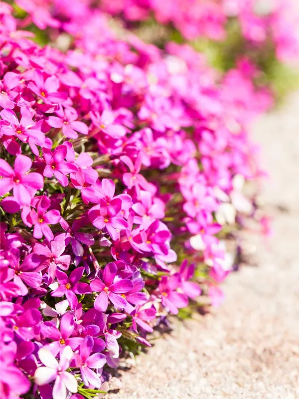 Teppich-Flammenblume 'Red Admiral'