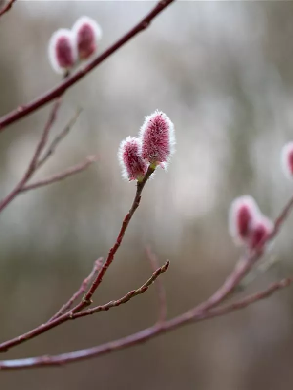 Weide 'Rotkätzchen'®
