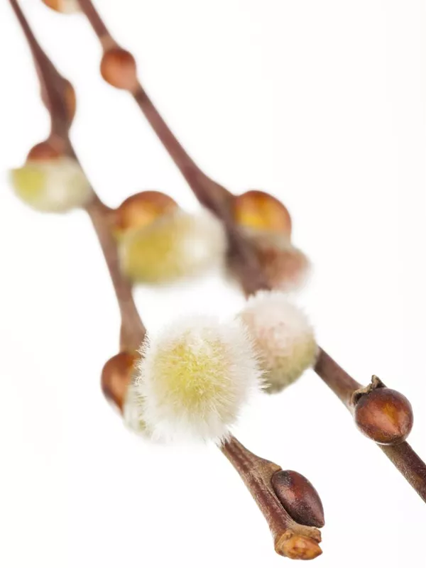 Salweide 'Curly Locks'