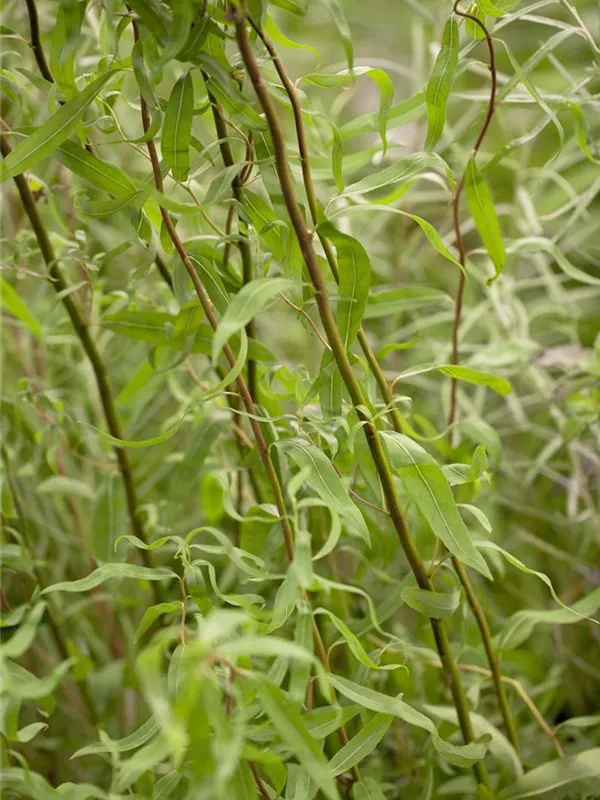 Korkenzieherweide 'Tortuosa'