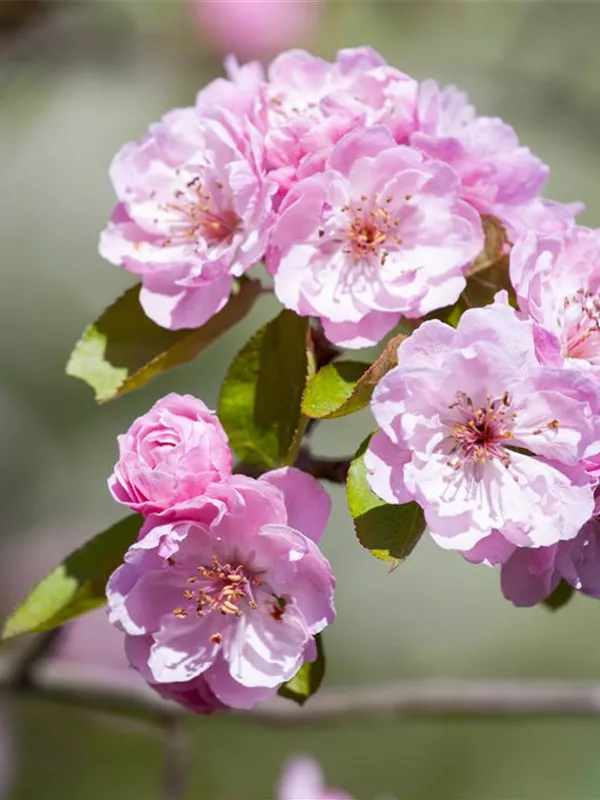 Zierapfel 'Brandy Magic'