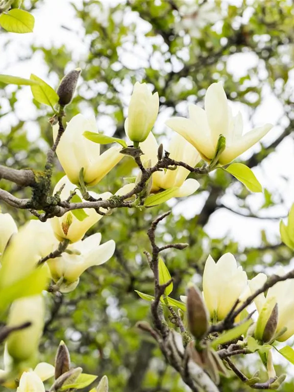 Magnolie 'Honey Tulip'