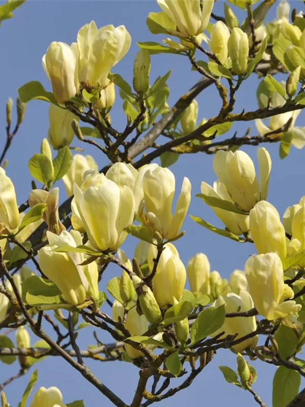 Magnolie 'Butterflies'