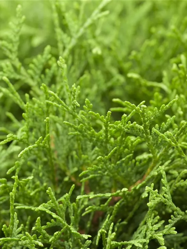 Lebensbaum 'Tiny Tim'