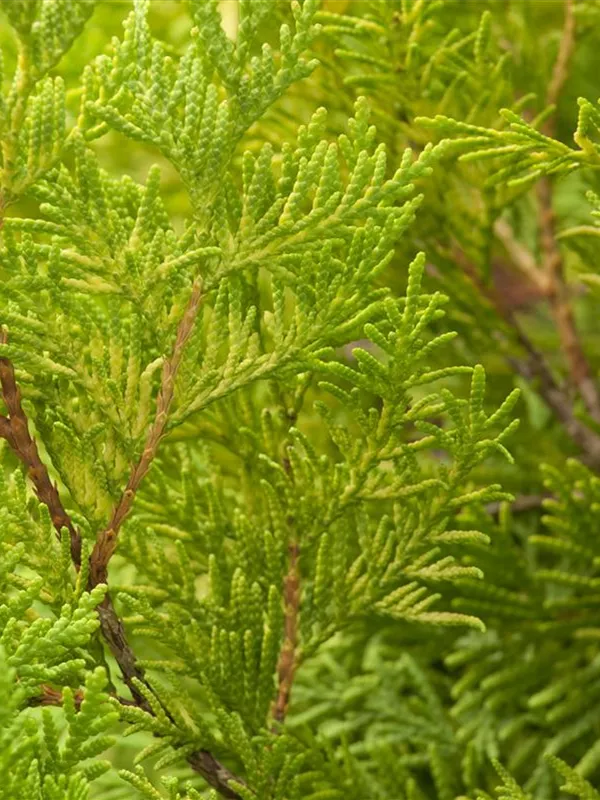 Lebensbaum 'Yellow Ribbon'