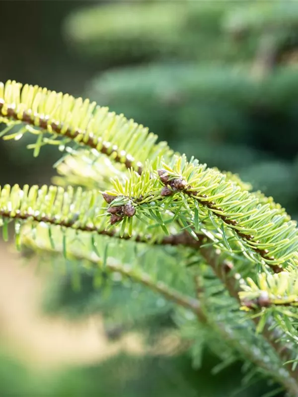 Zwerg-Nordmannstanne 'Barabit´s Compact'