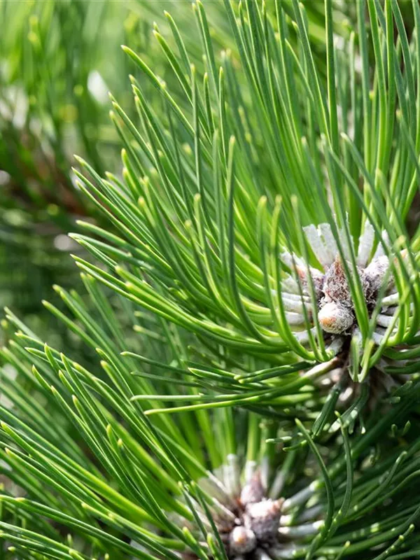 Zwerg-Schwarzkiefer 'Schwarzenberg'