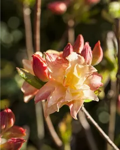 Sommergrüne Azalee 'Cannon´s Double'