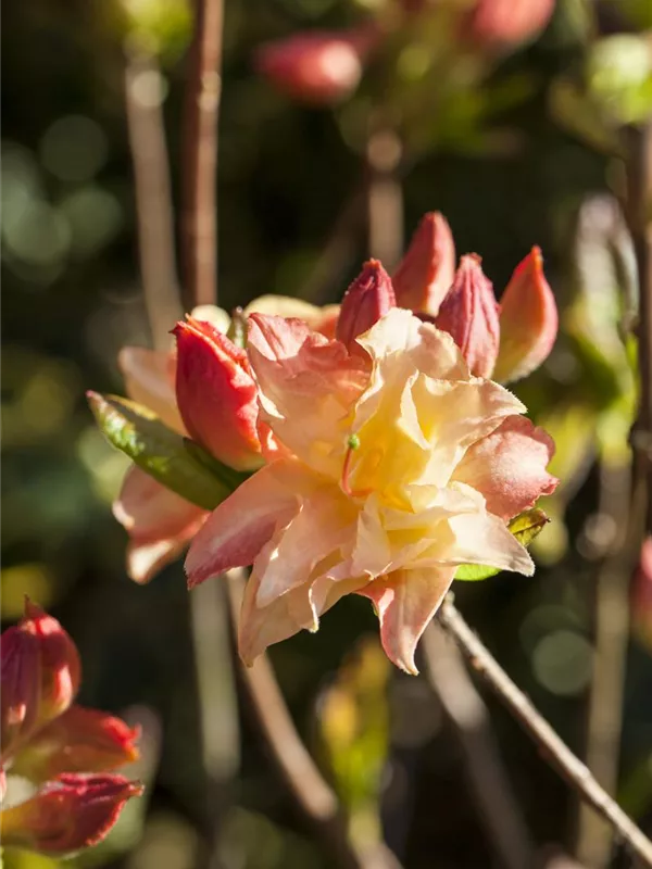 Sommergrüne Azalee 'Cannon´s Double'