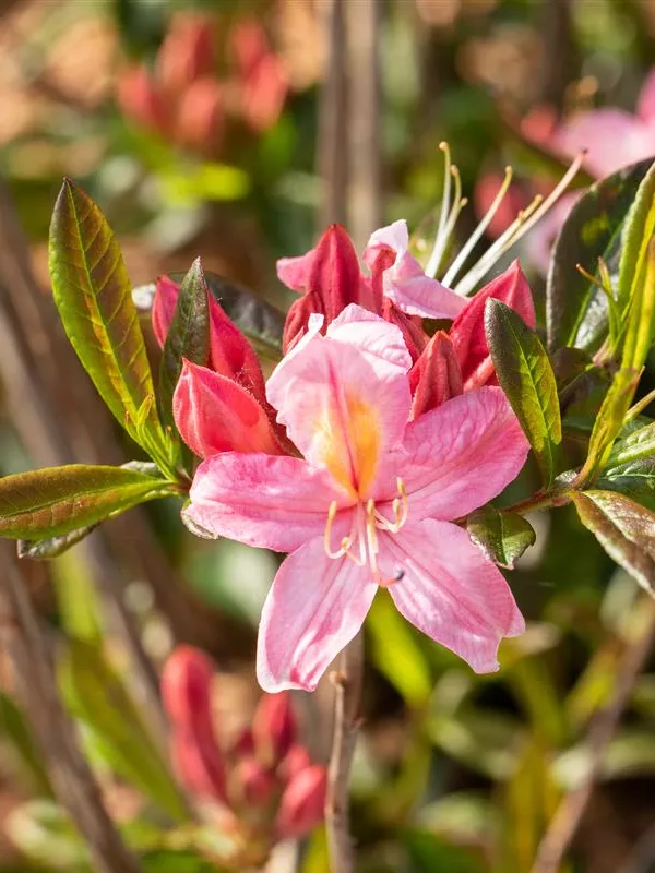 Rhododendron 'Juniduft'