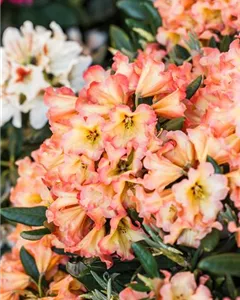 Yaku-Rhododendron 'Lullaby'
