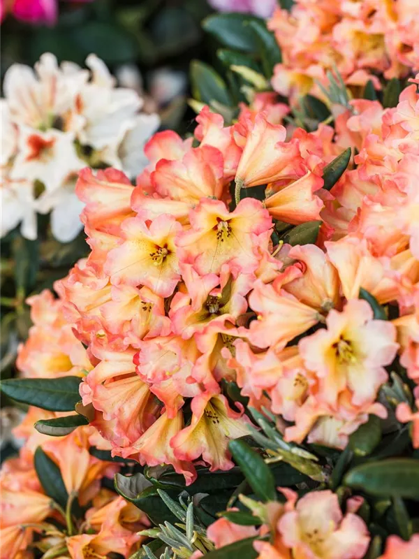 Yaku-Rhododendron 'Lullaby'