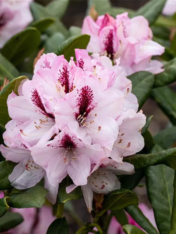 Rhododendron 'Herbstfreude'