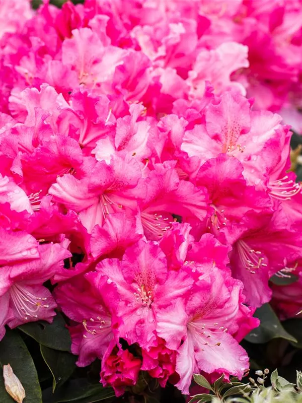 Rhododendron 'Caruso'®