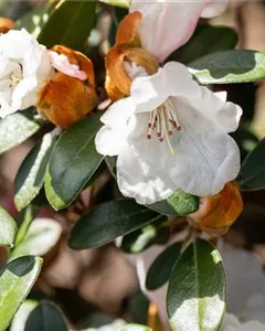 Yaku-Rhododendron 'Bienenkönigin'