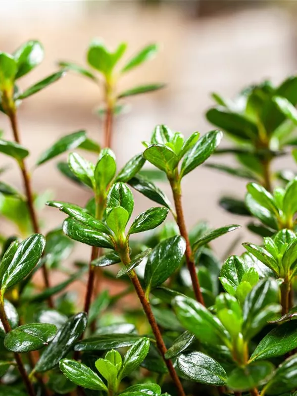 Japanische Azalee 'Anouk'