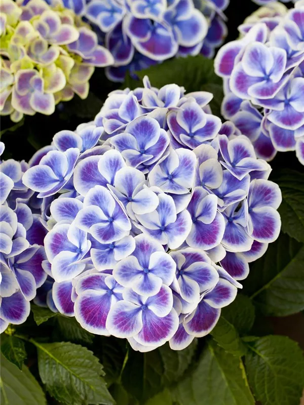 Gartenhortensie 'Tivoli Blue'