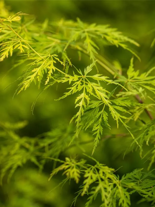 Fächerahorn 'Seiryu'