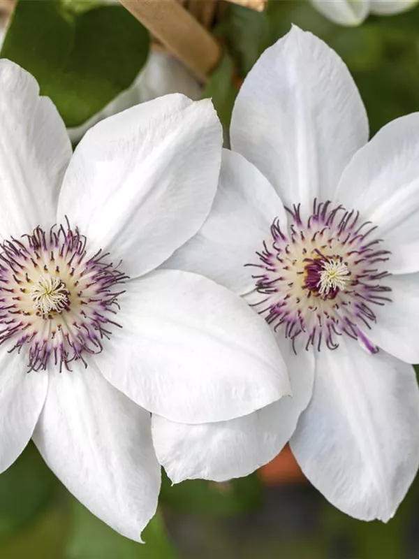 Waldrebe 'Miss Bateman'