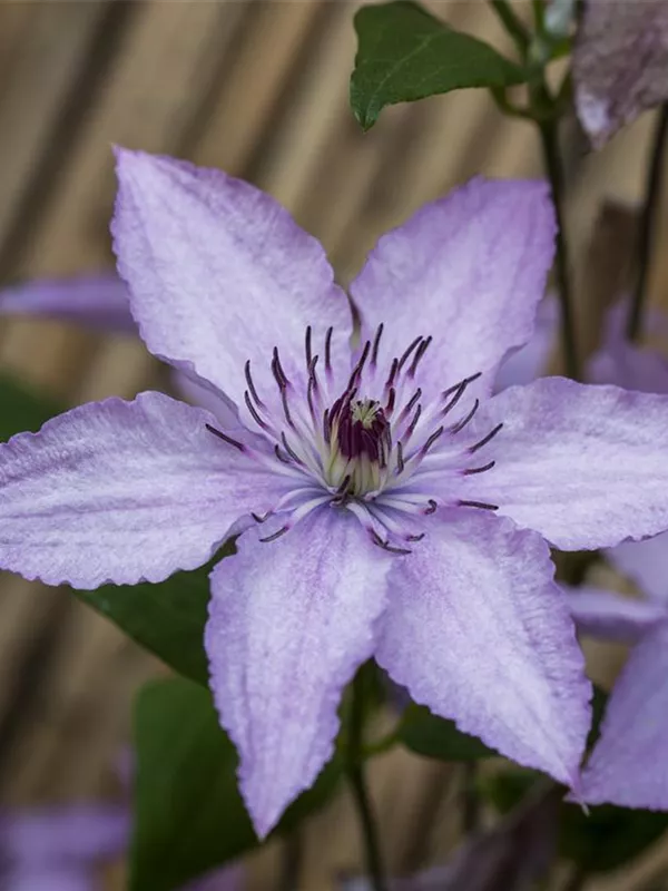 Waldrebe 'Hagley Hybrid'