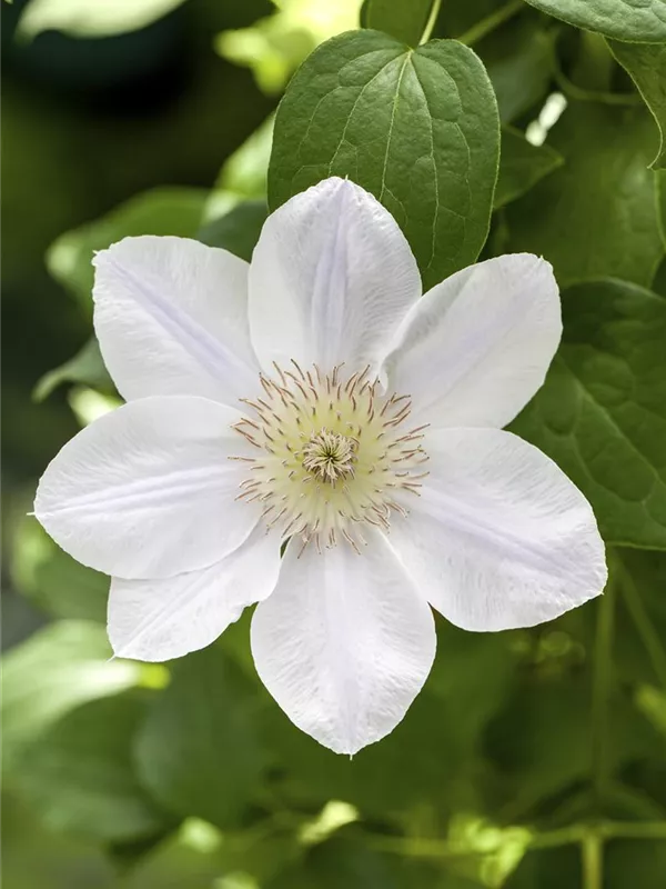 Waldrebe 'Apollonia'