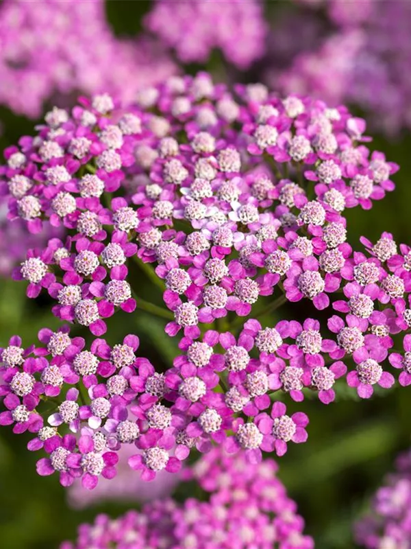 Schafgarbe 'Lilac Beauty'