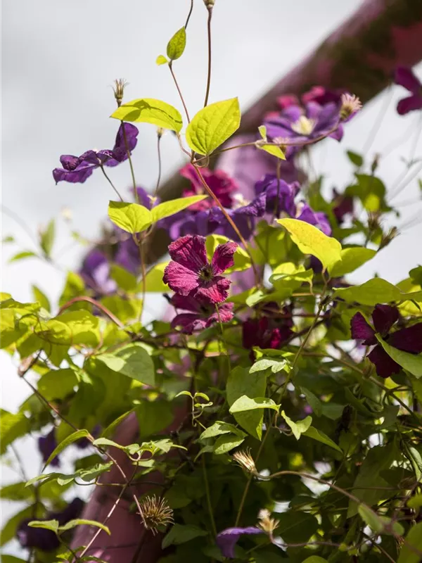 Italienische Waldrebe 'Rubra'