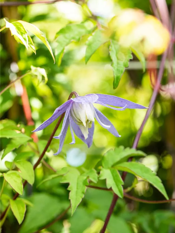 Alpenwaldrebe 'Frances Rivis'