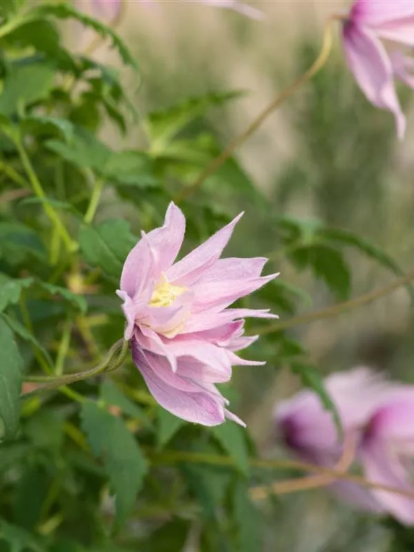 Akelei-Waldrebe 'Markham´s Pink'