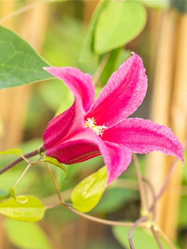 Alpen-Waldrebe 'Ruby'