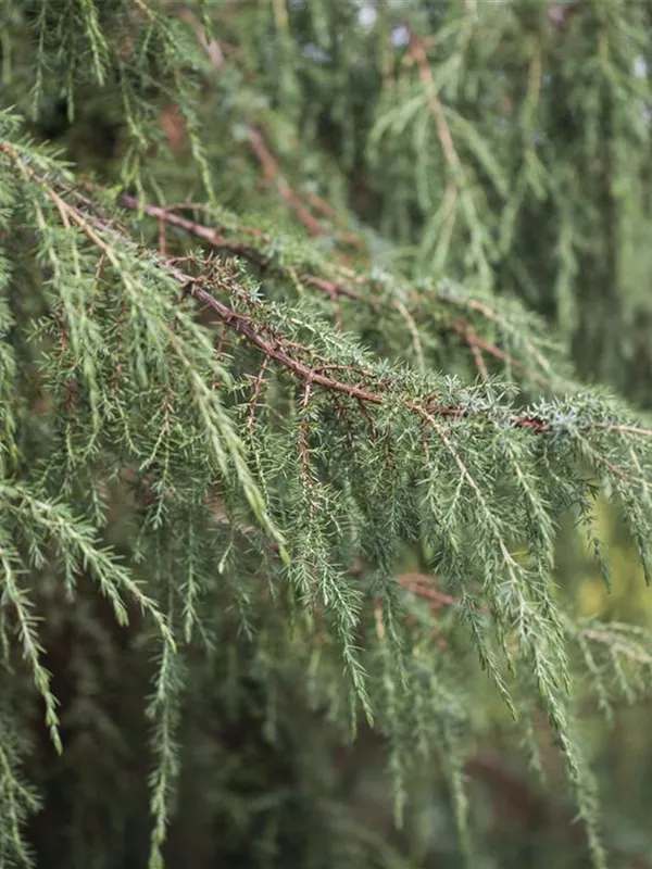 Wildwacholder 'Horstmann'