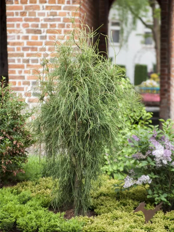 Lebensbaum 'Franky Boy'