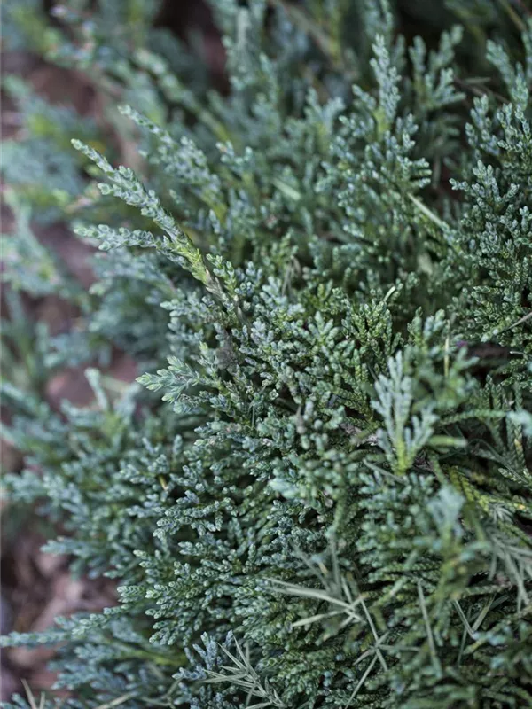 Teppichwacholder 'Wiltonii'