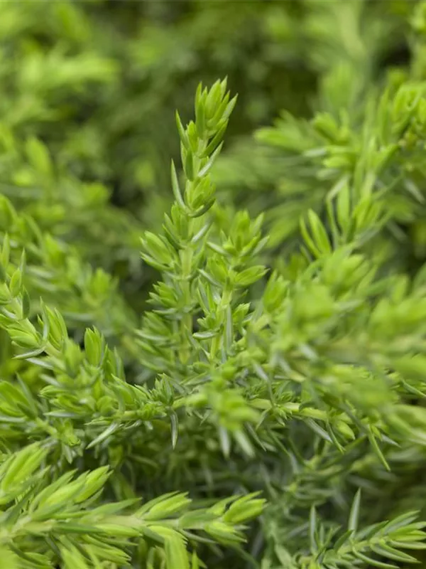 Wacholder 'Greenmantle'