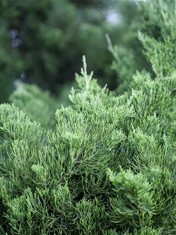 Chinesischer Wacholder 'Kaizuka'