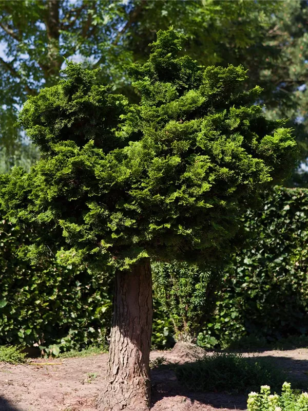 Kleine Muschelzypresse 'Nana Gracilis'