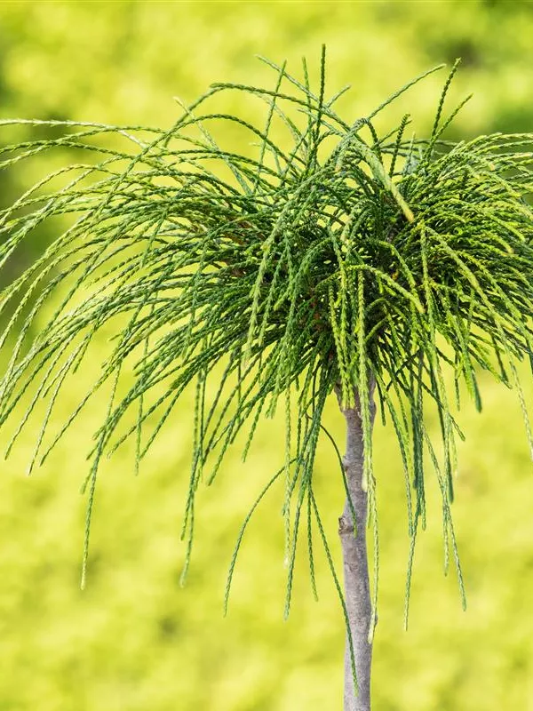 Zwerg-Lebensbaum 'Whipcord'