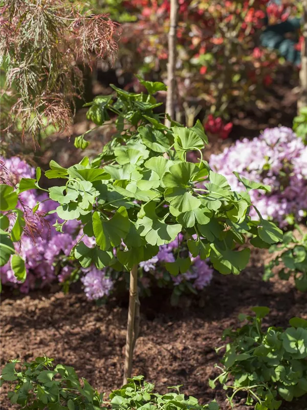Fächerblattbaum 'Mariken', Stamm