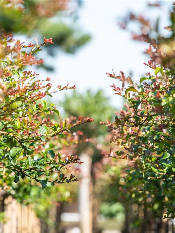 Zierquitte 'Friesdorfer Typ 205'