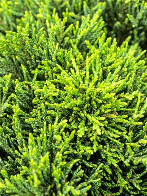 Scheinzypresse 'Green Globe'