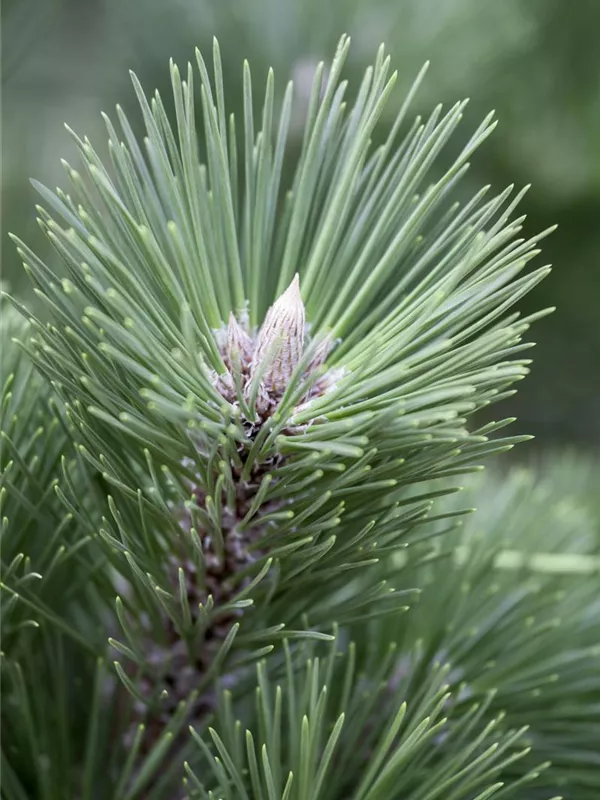 Schwarzkiefer 'Helga'