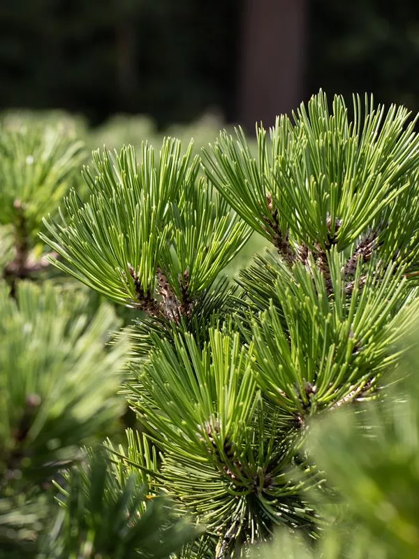Bosnische Kiefer 'Irish Bell'