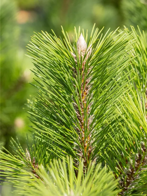 Japanische Schwarzkiefer 'Thunderhead'