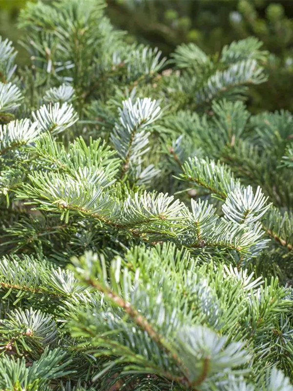 Veitch's-Tanne 'Heddergott'