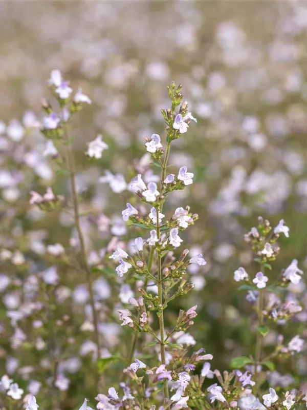 Kleinblütige Bergminze 'Triumphator'