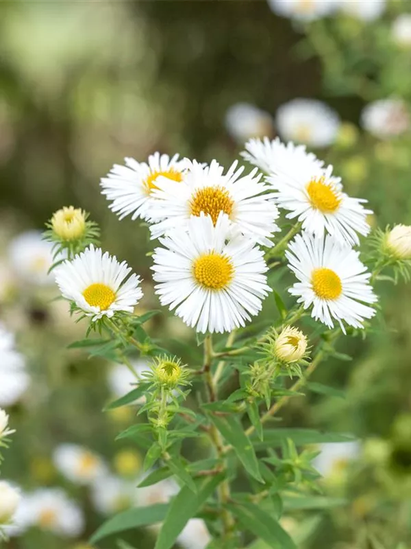 Raublatt-Aster 'Herbstschnee'