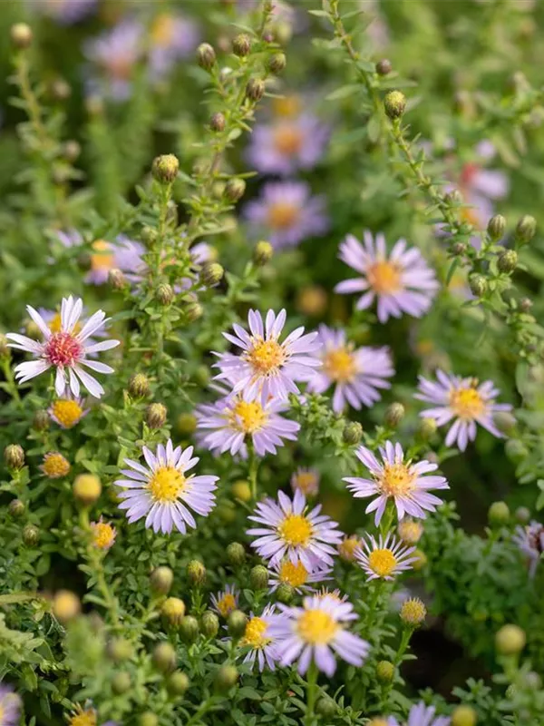 Myrten-Aster 'Lovely'