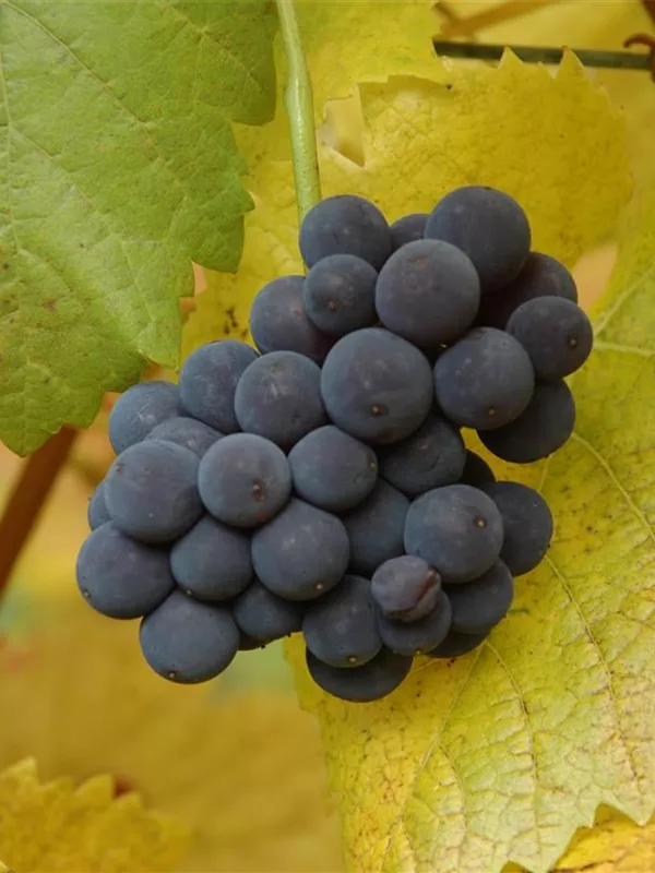 Tafeltraube 'Muscat Bleu'