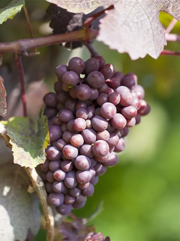 Weintraube 'New York Muscat'